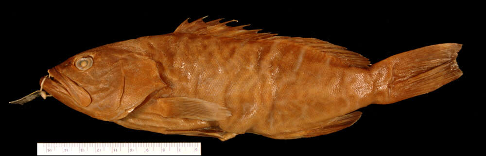 Image of Tiger Grouper