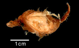 Image of Eutaeniophorus