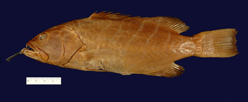 Image of Tiger Grouper