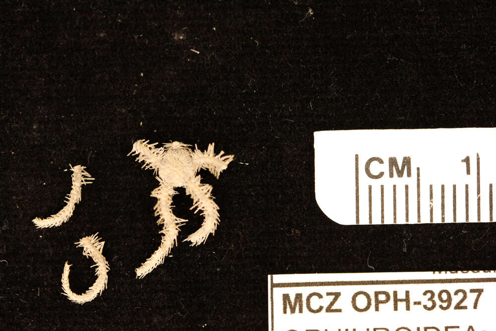 Image of Ophiothrix brachyactis H. L. Clark 1915