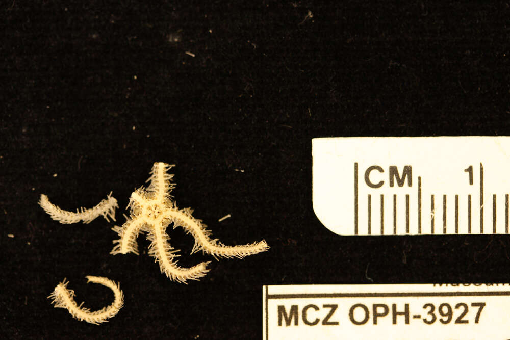 Image of Ophiothrix brachyactis H. L. Clark 1915