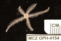 Image of <i>Ophiothrix angulata</i> var. <i>atrolineata</i> HL Clark 1918