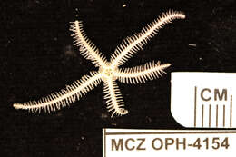 Image of <i>Ophiothrix angulata</i> var. <i>atrolineata</i> HL Clark 1918