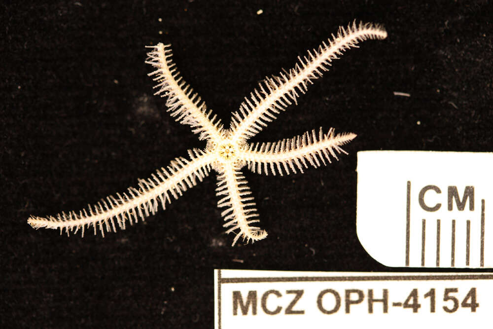 Image of <i>Ophiothrix angulata</i> var. <i>atrolineata</i> HL Clark 1918