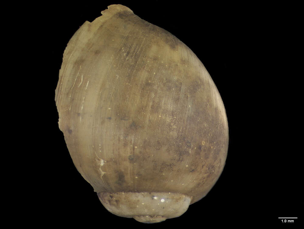 Image of Bulinus angolensis (Morelet 1866)