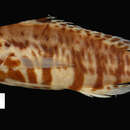 Imagem de <i>Serranus praestigator</i> Poey 1851