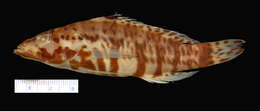 Image of <i>Serranus praestigator</i> Poey 1851