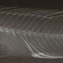 Image of Nanochromis splendens Roberts & Stewart 1976