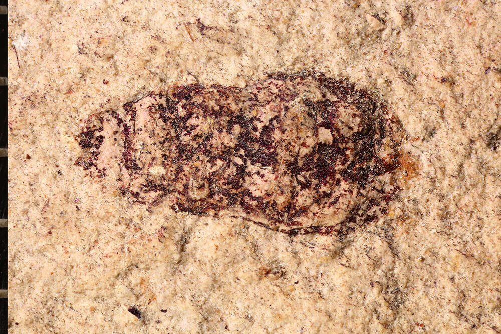 Image of ecdysozoans