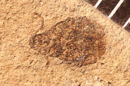 Image of ecdysozoans