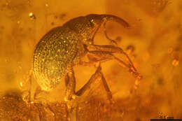 Image of Apioninae