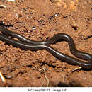 Image of Brahminy blind snake