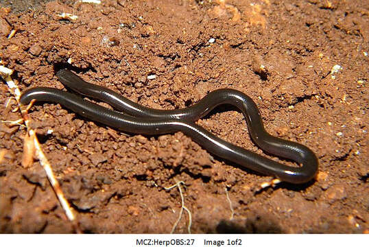 Image of Indotyphlops Hedges, Marion, Lipp, Marin & Vidal 2014