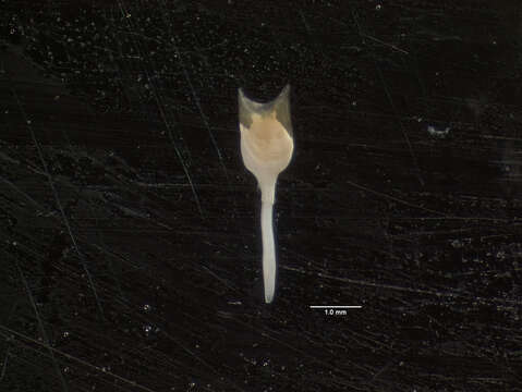 Image of Bartsch shipworm
