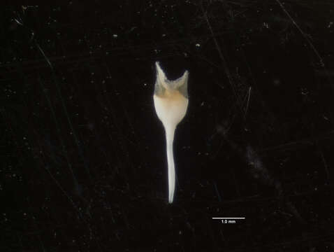 Image of Bartsch shipworm