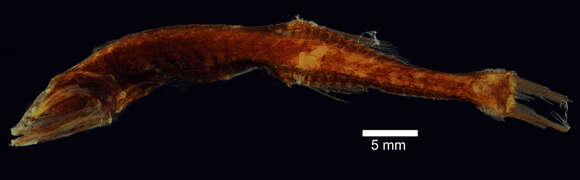 Imagem de Cyclothone microdon (Günther 1878)