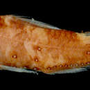 Image of <i>Symbolophorus kreffti</i>