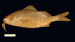 Image of Smallmouth Grunt