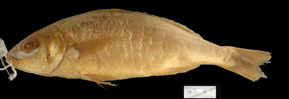 Image of Microlepidotus
