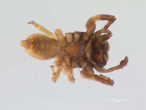 Image of Antillattus keyserlingi (Bryant 1940)