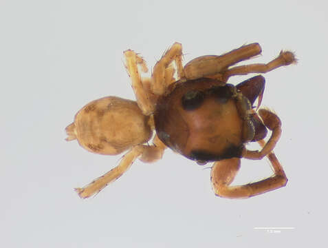 Image of Antillattus keyserlingi (Bryant 1940)