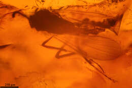 Image de Culicoides