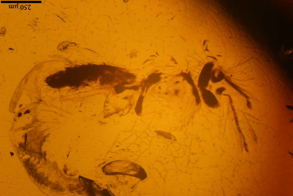 Image of biting midges