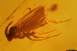 Image of dark-winged fungus gnats