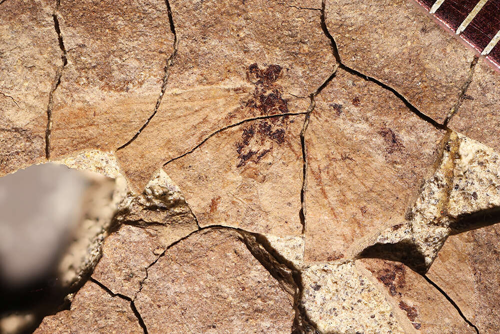 Image of scorpionflies