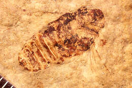 Image of Symphyta