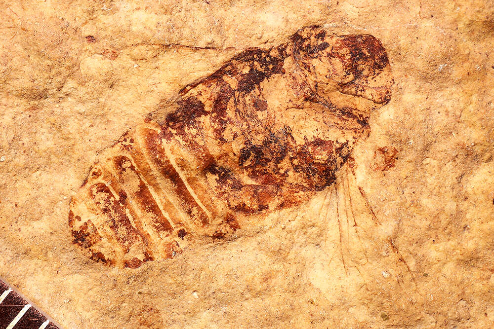 Image of Symphyta