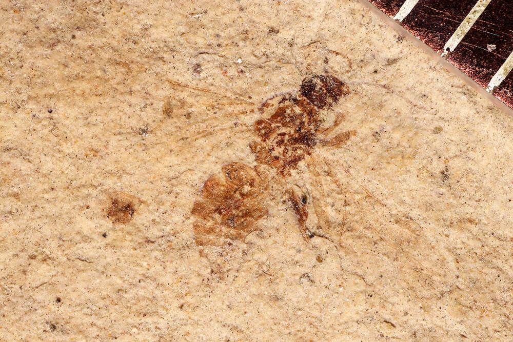 Image of ants