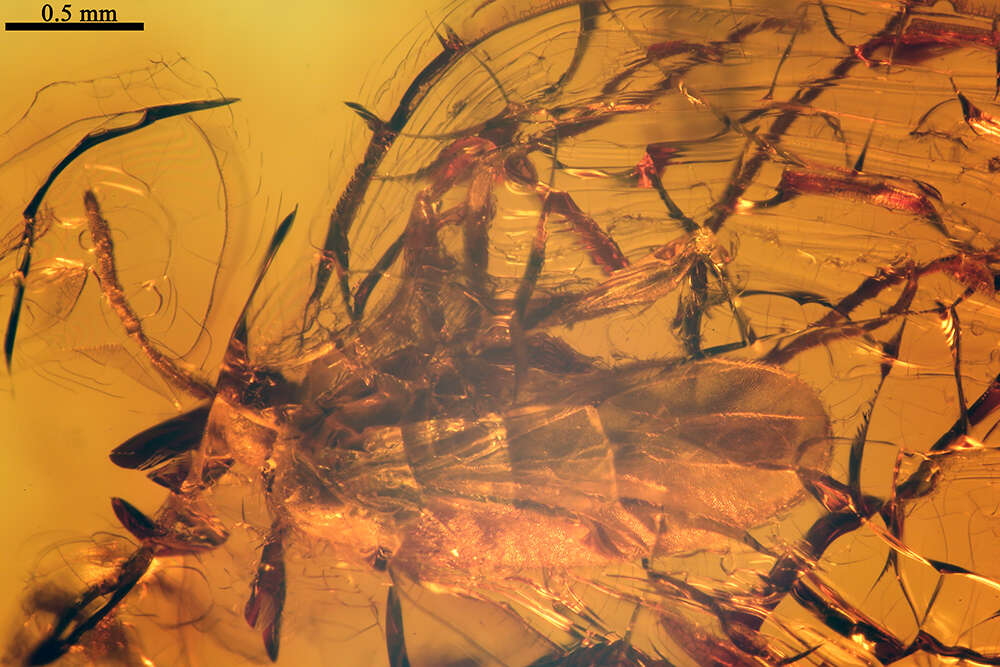 Image of dark-winged fungus gnats