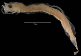 Image of Mirapinnidae