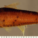 Image of Lantern fish