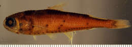 Image of Lantern fish