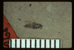 Image of <i>Fulgora obticescens</i> Scudder 1890