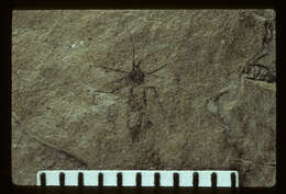 Image of <i>Siphonophoroides simplex</i> Buckton 1883