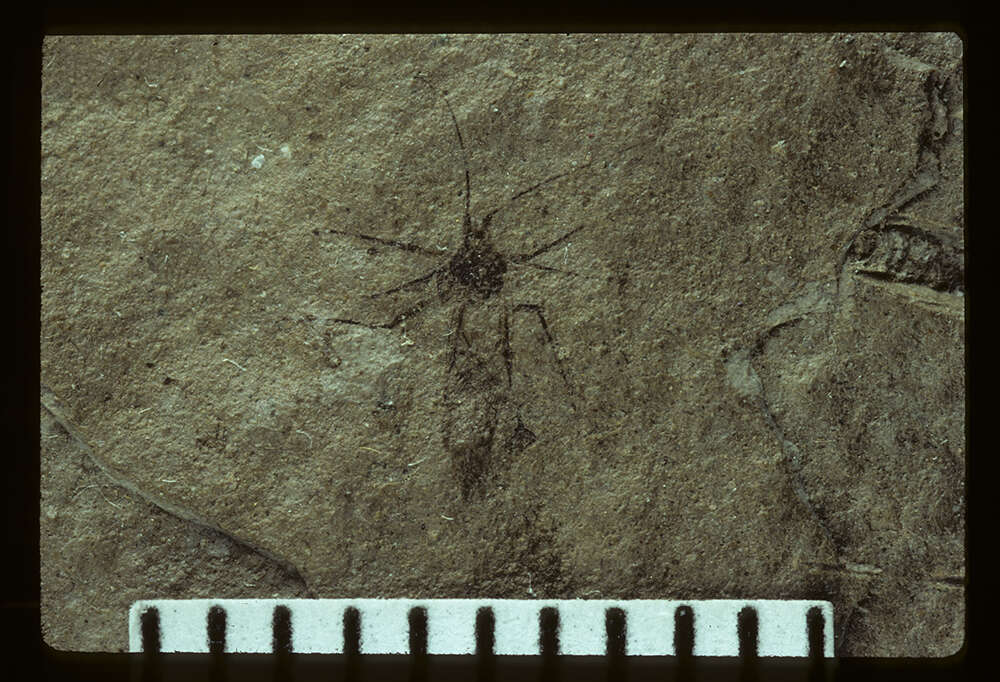 Слика од <i>Siphonophoroides simplex</i> Buckton 1883