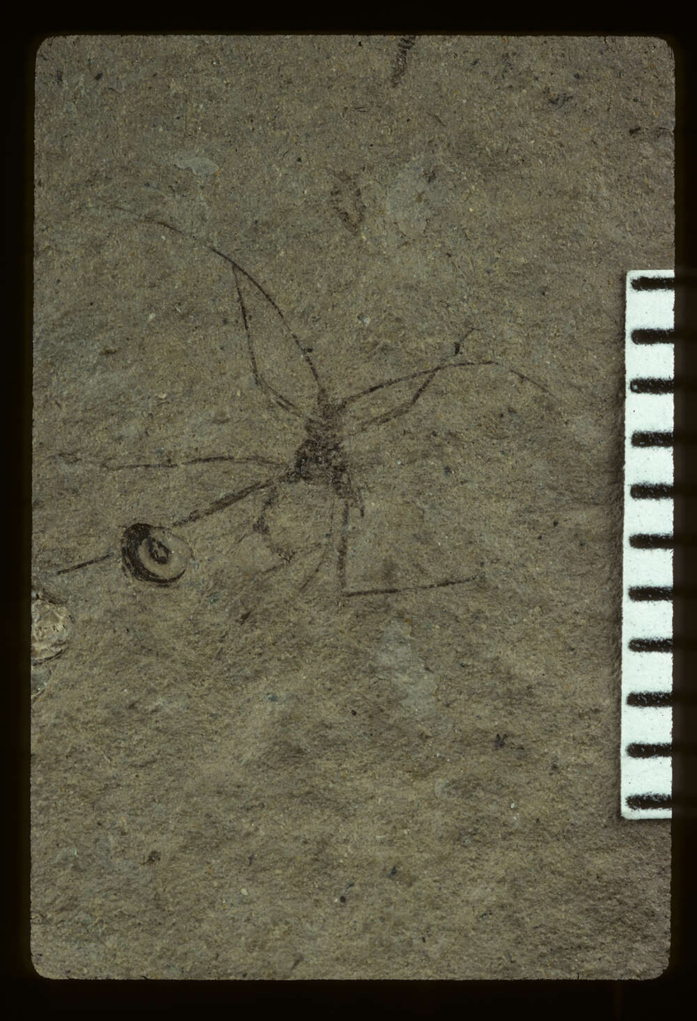 Image of <i>Siphonophoroides simplex</i> Buckton 1883