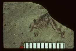 Image of <i>Cicadella priscotincta</i> (Scudder 1877)
