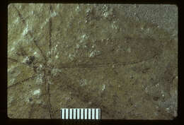 Image of <i>Tipula magnifica</i> Scudder 1894