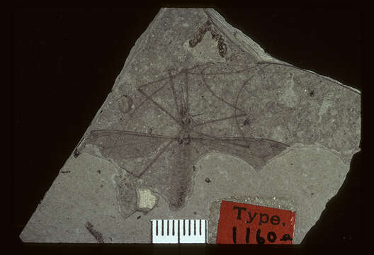 Image of <i>Tipula rigens</i> Scudder 1894