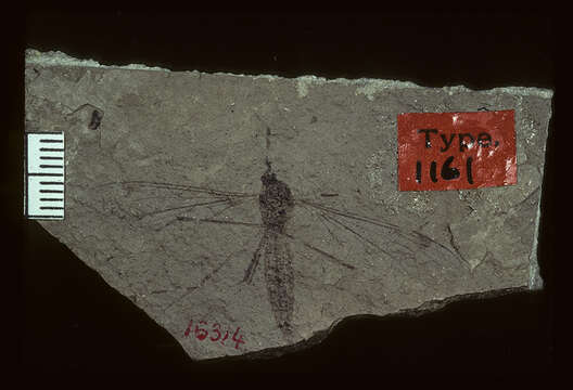 <i>Tipula rigens</i> Scudder 1894 resmi