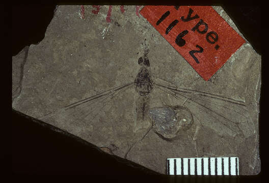 Image of <i>Tipula rigens</i> Scudder 1894