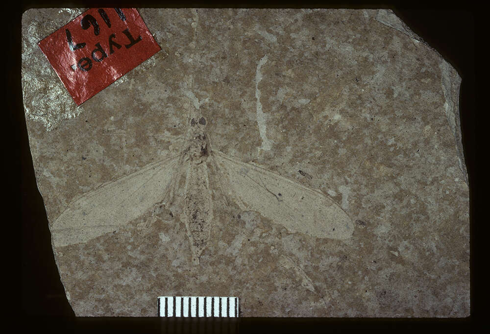 Image of <i>Tipula rigens</i> Scudder 1894
