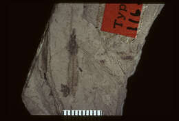Image of <i>Tipula rigens</i> Scudder 1894