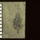 Image of <i>Phrudopamera chittendeni</i> Scudder & S. H. 1890
