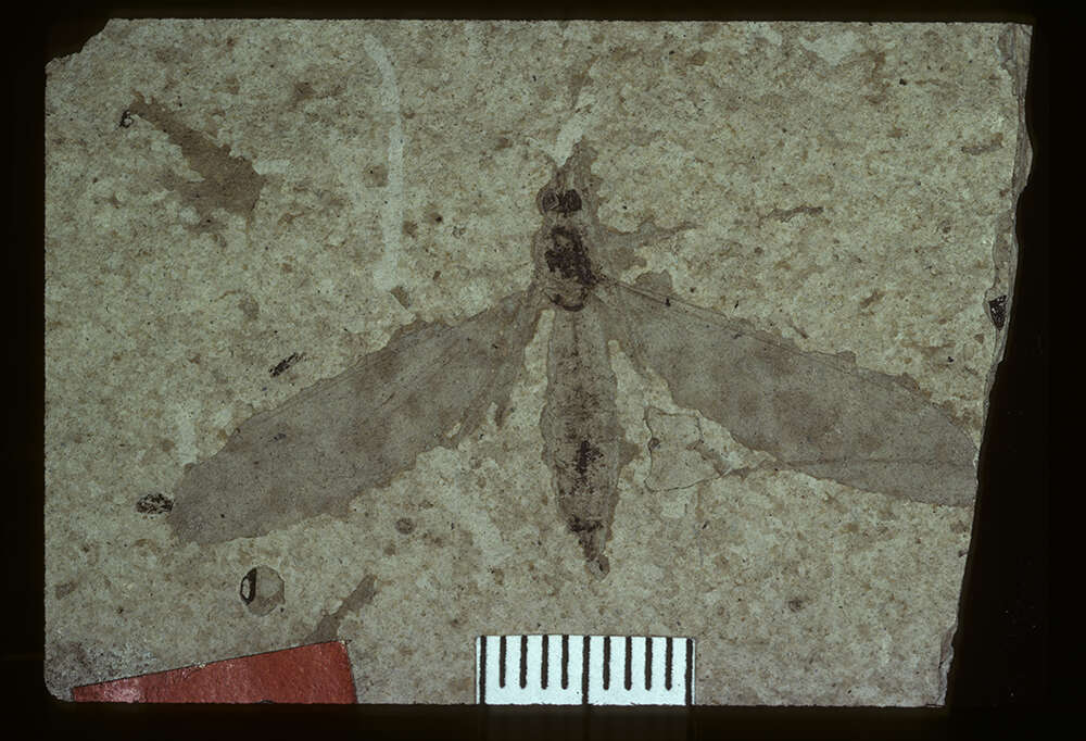 Image of <i>Tipula florissanta</i> Scudder 1894