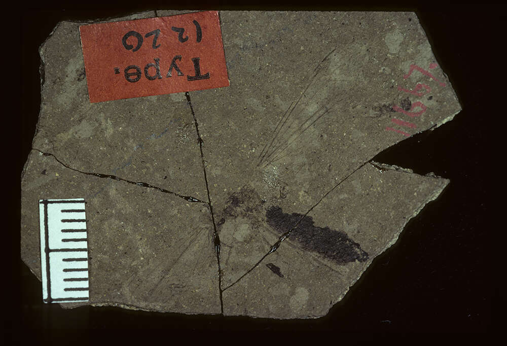 Image of <i>Tipula florissanta</i> Scudder 1894